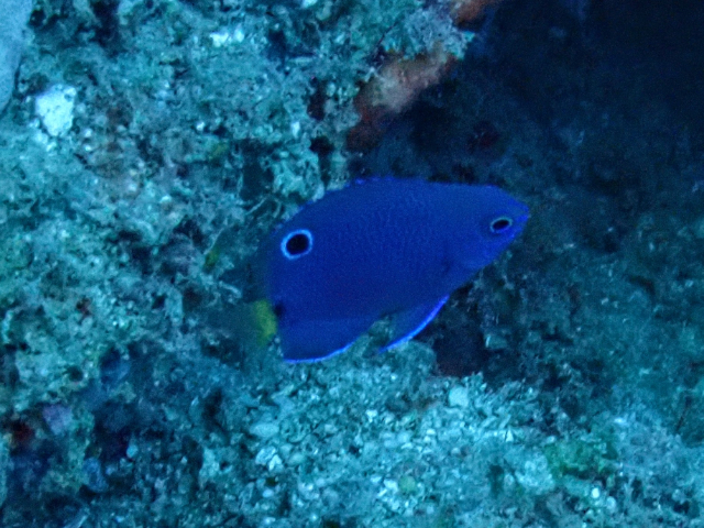 Click to View Paletail Damsel - juvenile<br><span style='font-size:12px'><i>Dave & Rose</i></span>