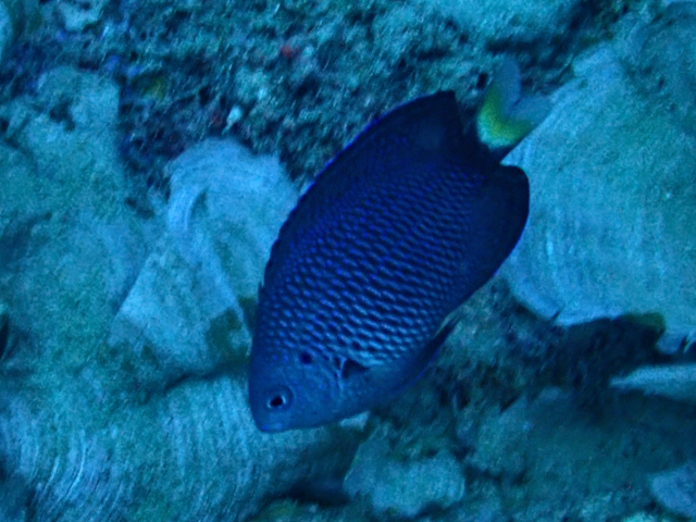 Click to View Paletail Damsel<br><span style='font-size:12px'><i>Dave & Rose</i></span>