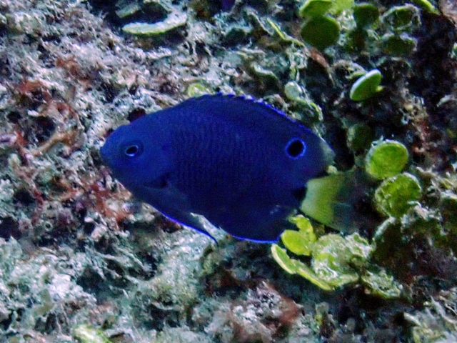 Click to View Paletail Damsel - juvenile<br><span style='font-size:12px'><i>Dave & Rose</i></span>