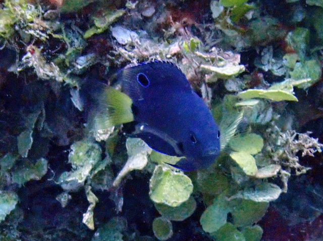 Click to View Paletail Damsel - juvenile<br><span style='font-size:12px'><i>Dave & Rose</i></span>