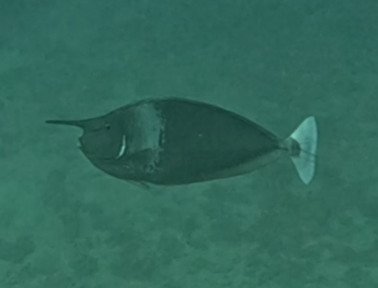 Click to View Paletail Unicornfish<br><span style='font-size:12px'><i>Dave & Rose</i></span>