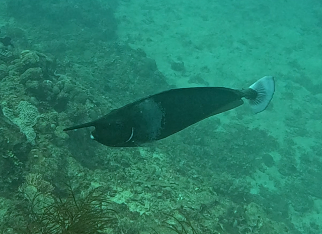 Click to View Paletail Unicornfish<br><span style='font-size:12px'><i>Dave & Rose</i></span>