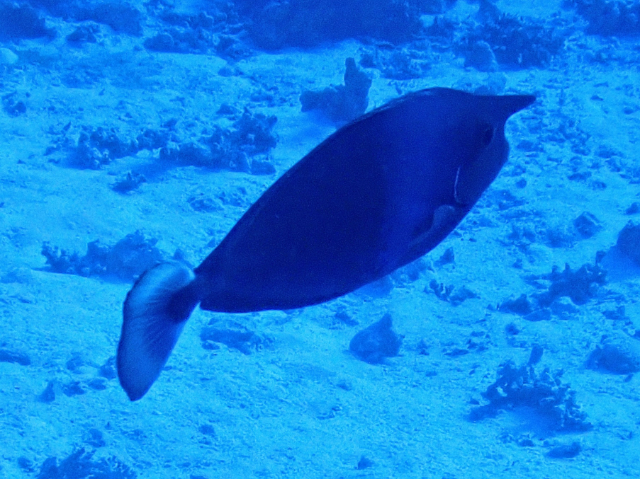 Click to View Paletail Unicornfish<br><span style='font-size:12px'><i>Dave & Rose</i></span>