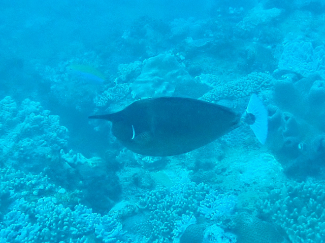 Click to View Paletail Unicornfish<br><span style='font-size:12px'><i>Dave & Rose</i></span>