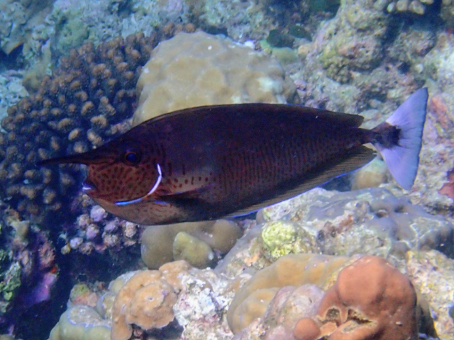 Paletail Unicornfish<br><span style='font-size:12px'><i>Dave & Rose</i></span>