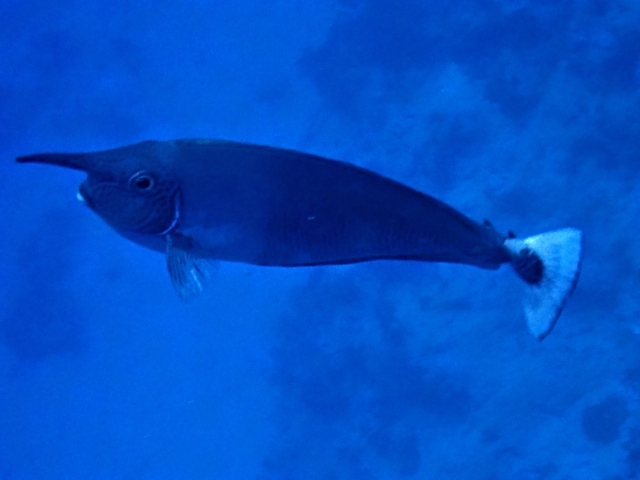 Paletail Unicornfish<br><span style='font-size:12px'><i>Dave & Rose</i></span>