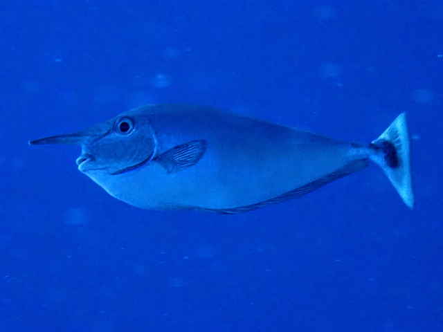 Paletail Unicornfish<br><span style='font-size:12px'><i>Dave & Rose</i></span>