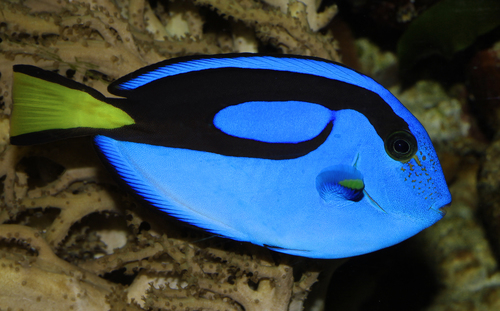 Click to View Palette Surgeonfish<br><span style='font-size:12px'><i>iNaturalist</i></span>