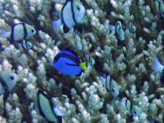 Click to View Palette Surgeonfish<br><span style='font-size:12px'><i>Dave & Rose</i></span>