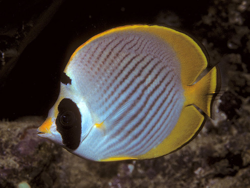 Click to View Panda Butterflyfish<br><span style='font-size:12px'><i>Wiki</i></span>