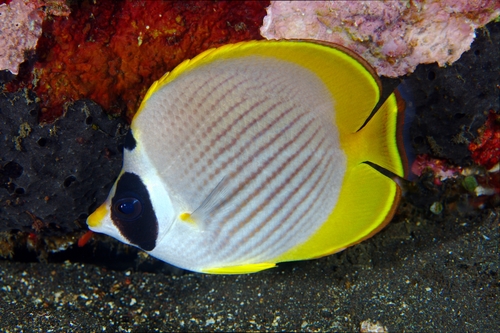 Panda Butterflyfish<br><span style='font-size:12px'><i>iNaturalist</i>&nbsp&nbsp&nbsp&nbsp</span>