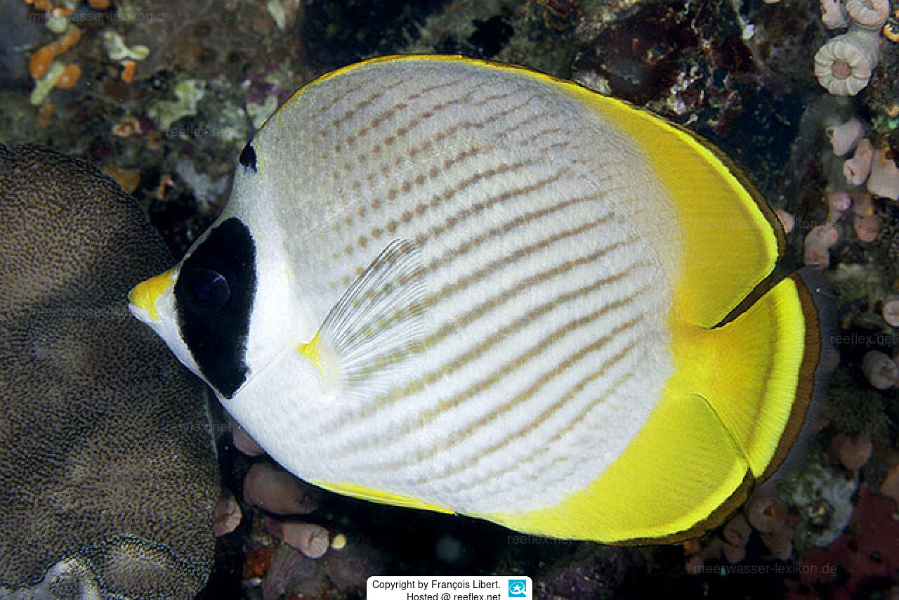Click to View Panda Butterflyfish<br><span style='font-size:12px'><i>WWW</i></span>