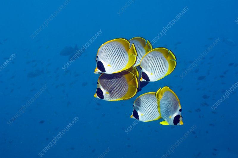 Click to View Panda Butterflyfish<br><span style='font-size:12px'><i>WWW</i></span>