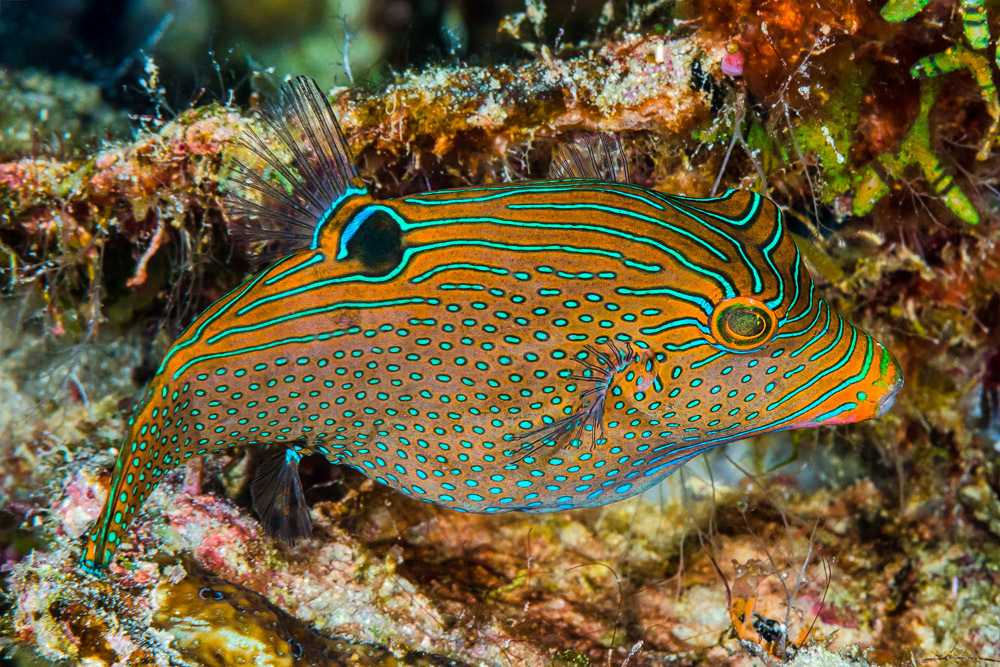 Click to View Papuan Toby<br><span style='font-size:12px'><i>iNaturalist</i></span>
