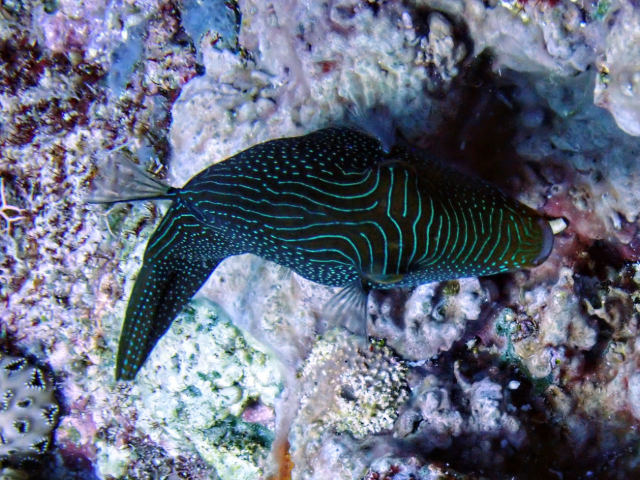 Click to View Papuan Toby<br><span style='font-size:12px'><i>Dave & Rose</i></span>