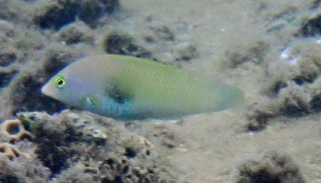 Click to View Pastel-green Wrasse<br><span style='font-size:12px'><i>Dave & Rose</i></span>