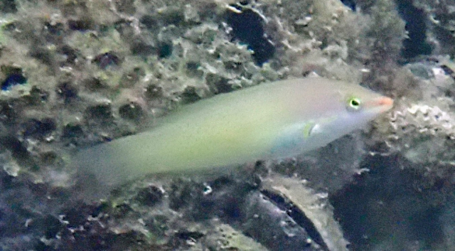 Click to View Pastel-green Wrasse<br><span style='font-size:12px'><i>Dave & Rose</i></span>
