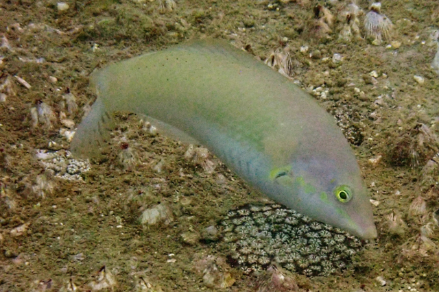 Click to View Pastel-green Wrasse<br><span style='font-size:12px'><i>Dave & Rose</i></span>