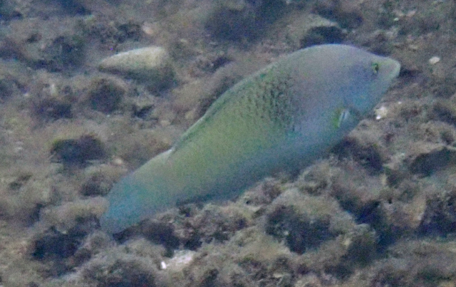 Click to View Pastel-green Wrasse<br><span style='font-size:12px'><i>Dave & Rose</i></span>