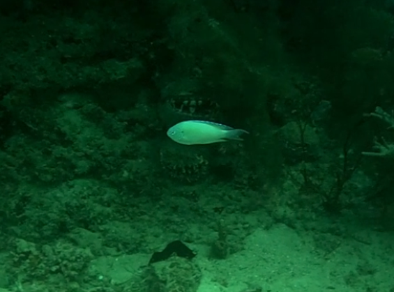 Click to View Peacock Damsel<br><span style='font-size:12px'><i>Dave & Rose</i></span>