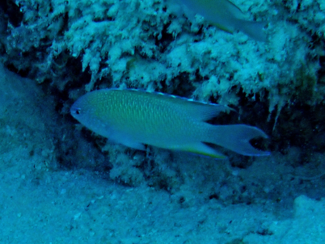 Click to View Peacock Damsel<br><span style='font-size:12px'><i>Dave & Rose</i></span>