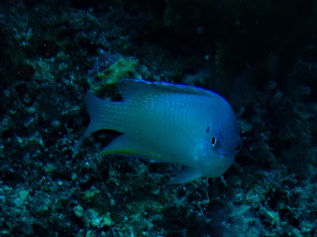 Click to View Peacock Damsel<br><span style='font-size:12px'><i>Dave & Rose</i></span>