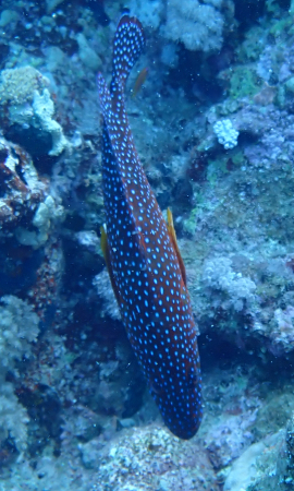 Click to View Peacock Grouper<br><span style='font-size:12px'><i>Dave & Rose</i></span>