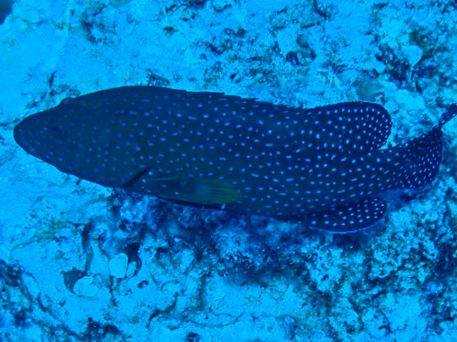 Click to View Peacock Grouper<br><span style='font-size:12px'><i>Dave & Rose</i></span>