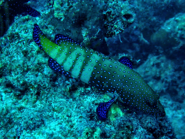 Click to View Peacock Grouper<br><span style='font-size:12px'><i>Dave & Rose</i></span>