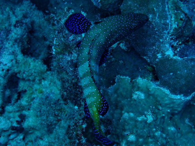 Click to View Peacock Grouper<br><span style='font-size:12px'><i>Dave & Rose</i></span>