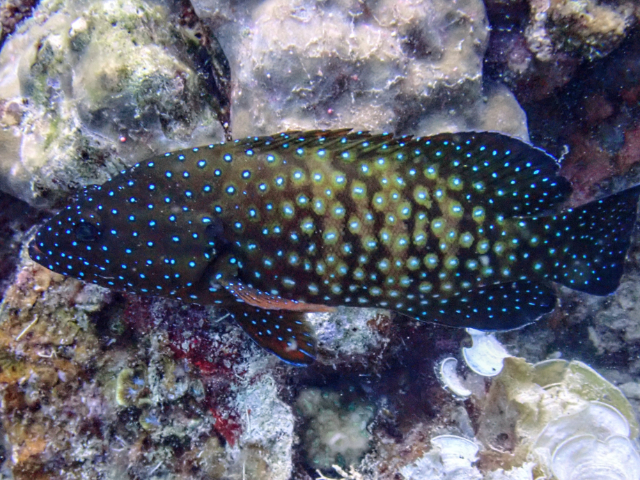 Peacock Grouper<br><span style='font-size:12px'><i>Dave & Rose</i></span>