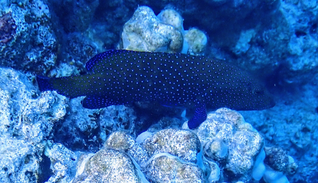 Click to View Peacock Grouper<br><span style='font-size:12px'><i>Dave & Rose</i></span>