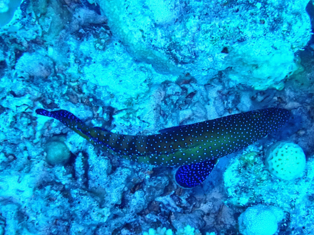 Click to View Peacock Grouper<br><span style='font-size:12px'><i>Dave & Rose</i></span>