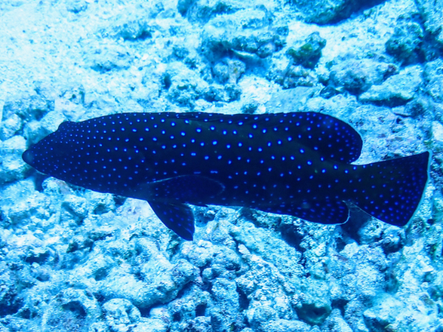 Click to View Peacock Grouper<br><span style='font-size:12px'><i>Dave & Rose</i></span>