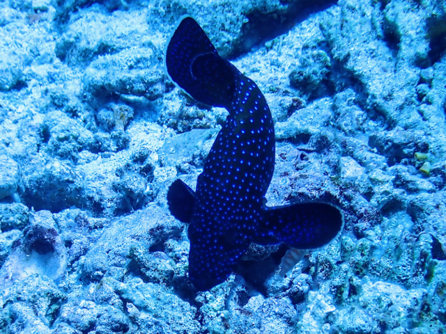 Click to View Peacock Grouper<br><span style='font-size:12px'><i>Dave & Rose</i></span>