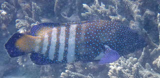 Click to View Peacock Grouper<br><span style='font-size:12px'><i>Dave & Rose</i></span>
