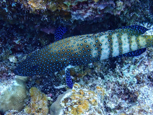 Click to View Peacock Grouper<br><span style='font-size:12px'><i>Dave & Rose</i></span>