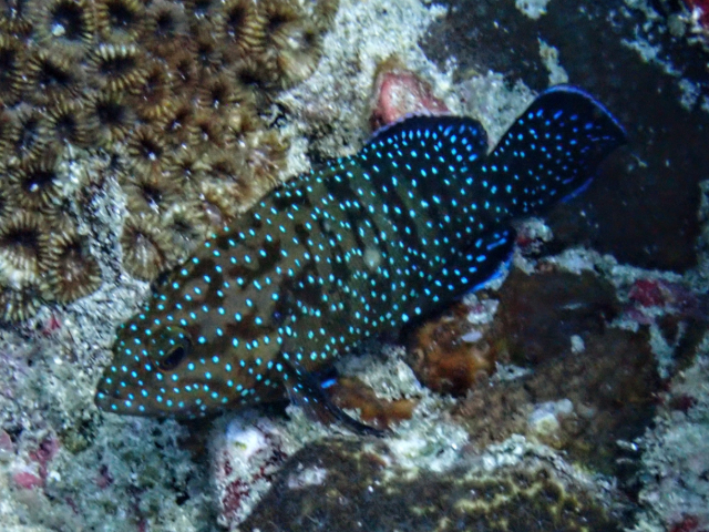 Click to View Peacock Grouper<br><span style='font-size:12px'><i>Dave & Rose</i></span>