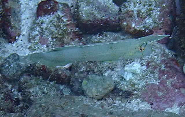 Click to View Peacock Razorfish Juv<br><span style='font-size:12px'><i>Dave & Rose</i></span>