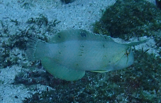 Click to View Peacock Razorfish Juv<br><span style='font-size:12px'><i>Dave & Rose</i></span>