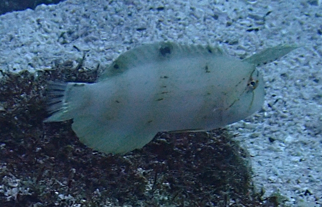 Click to View Peacock Razorfish Juv<br><span style='font-size:12px'><i>Dave & Rose</i></span>