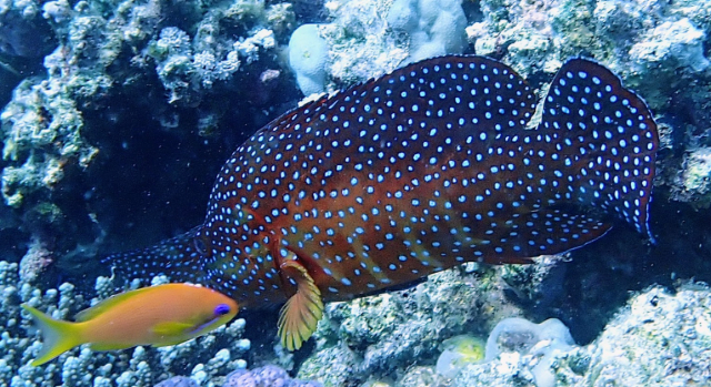 Click to View Peacock Grouper<br><span style='font-size:12px'><i>Dave & Rose</i></span>