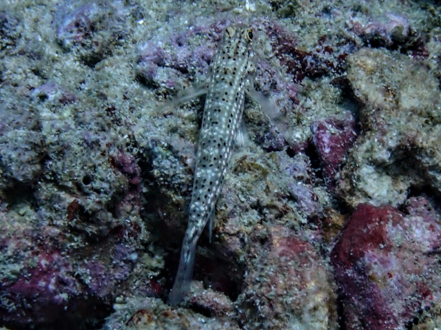 Click to View Pearl Goby<br><span style='font-size:12px'><i>Dave & Rose</i></span>