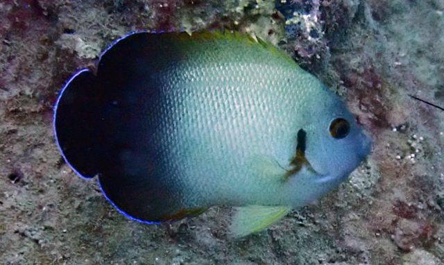 Click to View Pearl-Scaled Angelfish<br><span style='font-size:12px'><i>Dave & Rose</i></span>