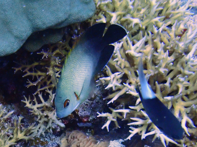 Click to View Pearl-Scaled Angelfish<br><span style='font-size:12px'><i>Dave & Rose</i></span>