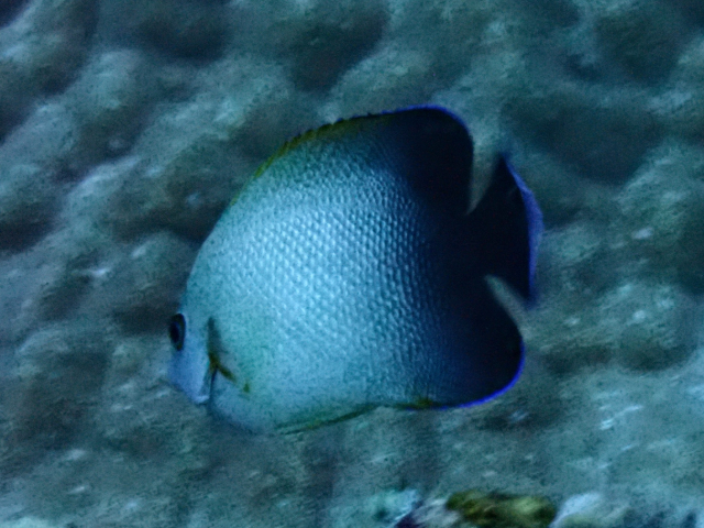Click to View Pearl-Scaled Angelfish<br><span style='font-size:12px'><i>Dave & Rose</i></span>