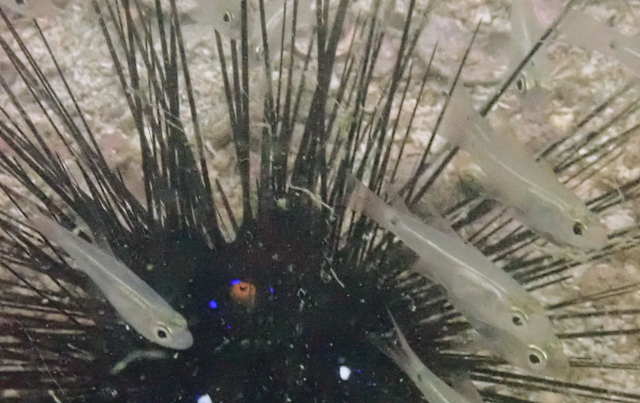 Click to View Pearly Cardinalfish<br><span style='font-size:12px'><i>Dave & Rose</i></span>