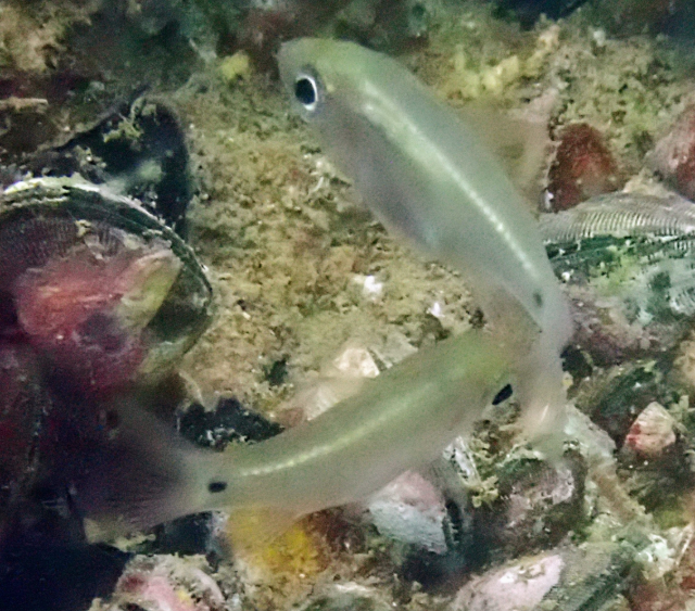 Click to View Pearly Cardinalfish<br><span style='font-size:12px'><i>Dave & Rose</i></span>