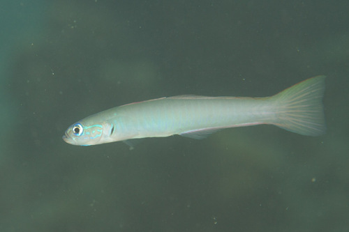 Click to View Pearly Dartfish<br><span style='font-size:12px'><i>iNaturalist</i></span>