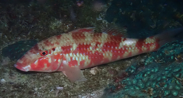 Click to View Pearly Goatfish<br><span style='font-size:12px'><i>Dave & Rose</i></span>